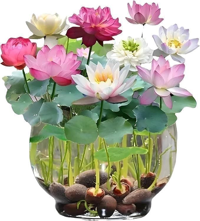 EverBloom Climbing Roses Seeds
